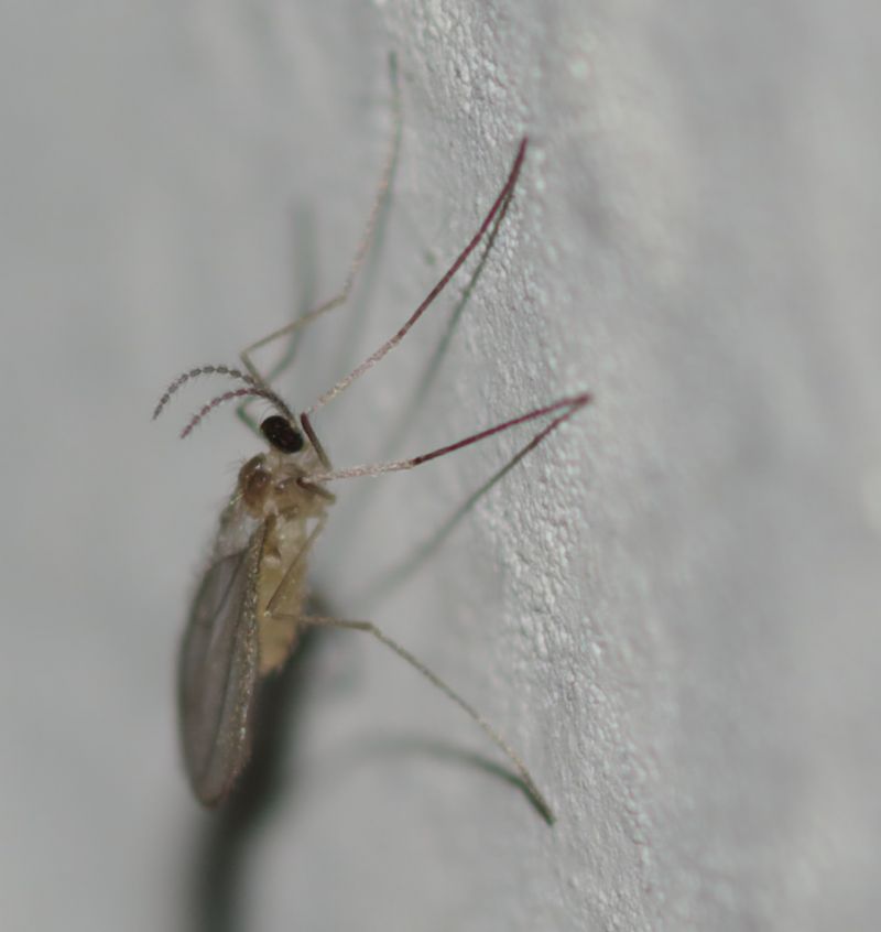 Cecidomyiidae